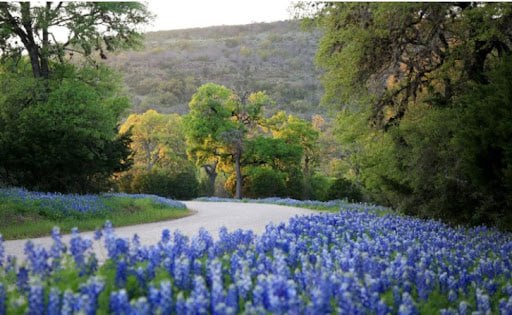 Texas bluebonnets lining a winding country road through the Hill Country