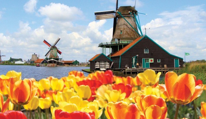 Dutch windmills with vibrant orange and yellow tulips